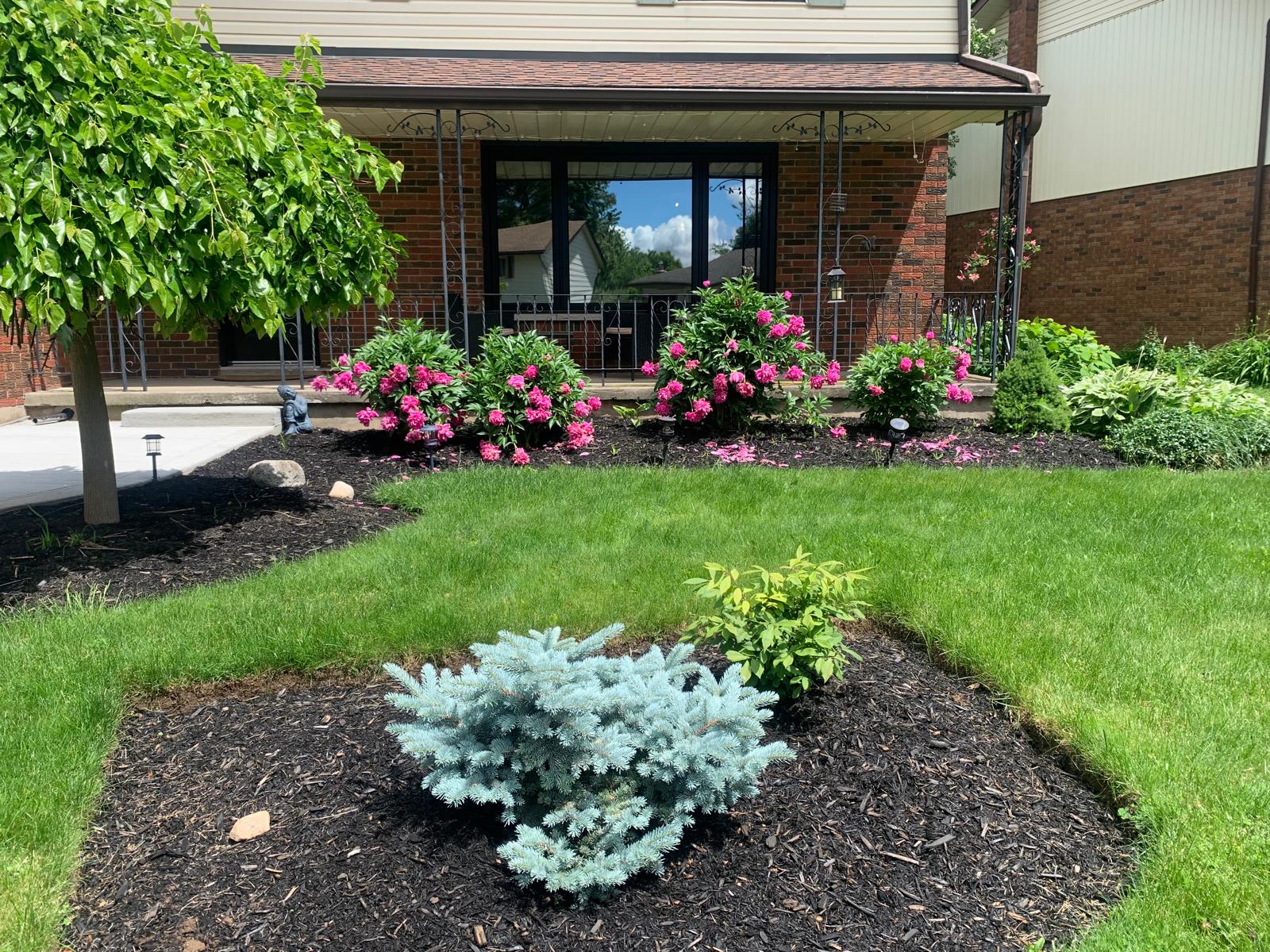 Transforming Our Front Yard: From Weeds to a Beautiful Oasis